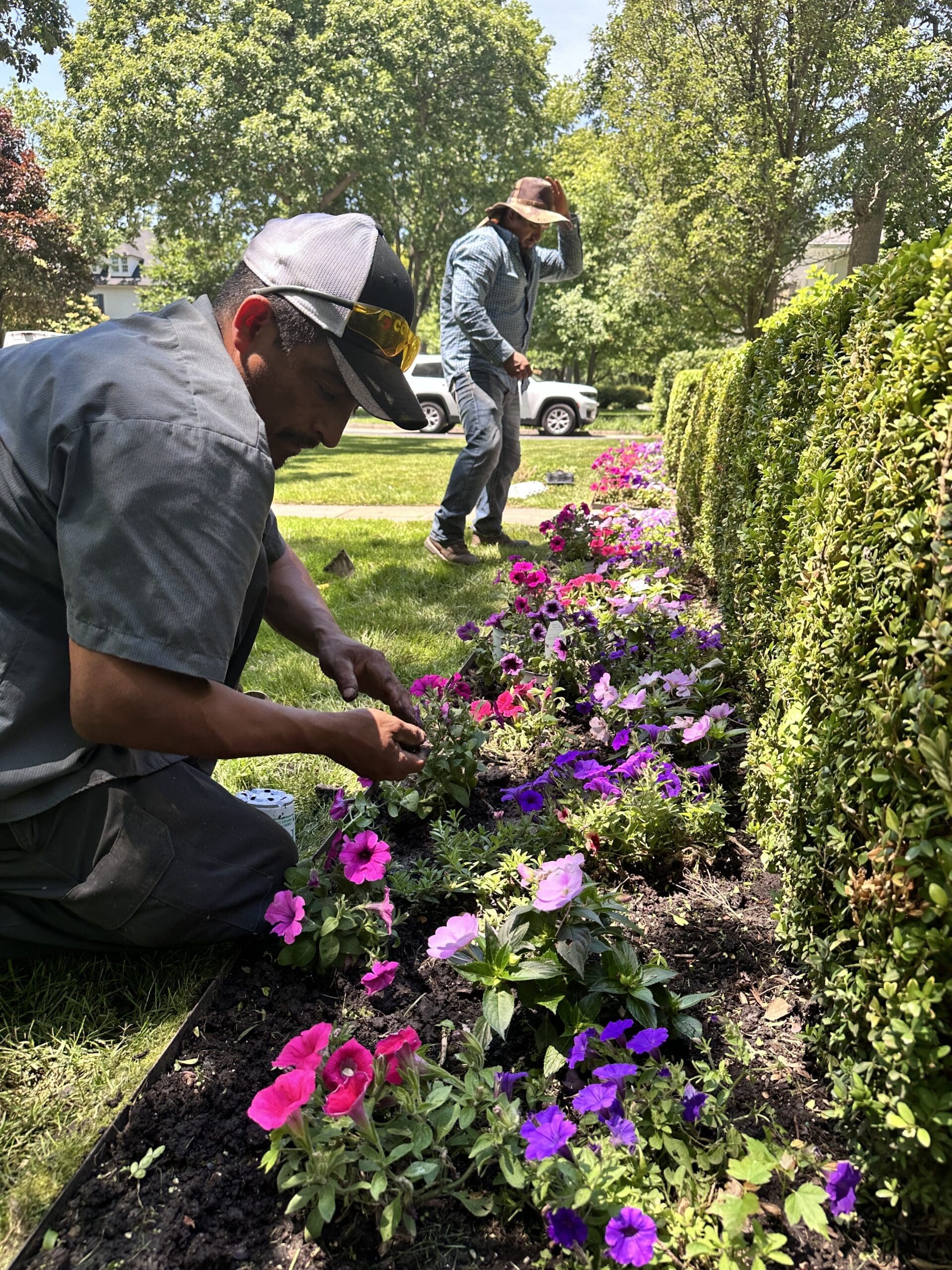 Planting Annual Petunia Flowers The Bravos Landscaping Planting Annual Flowers Petunias