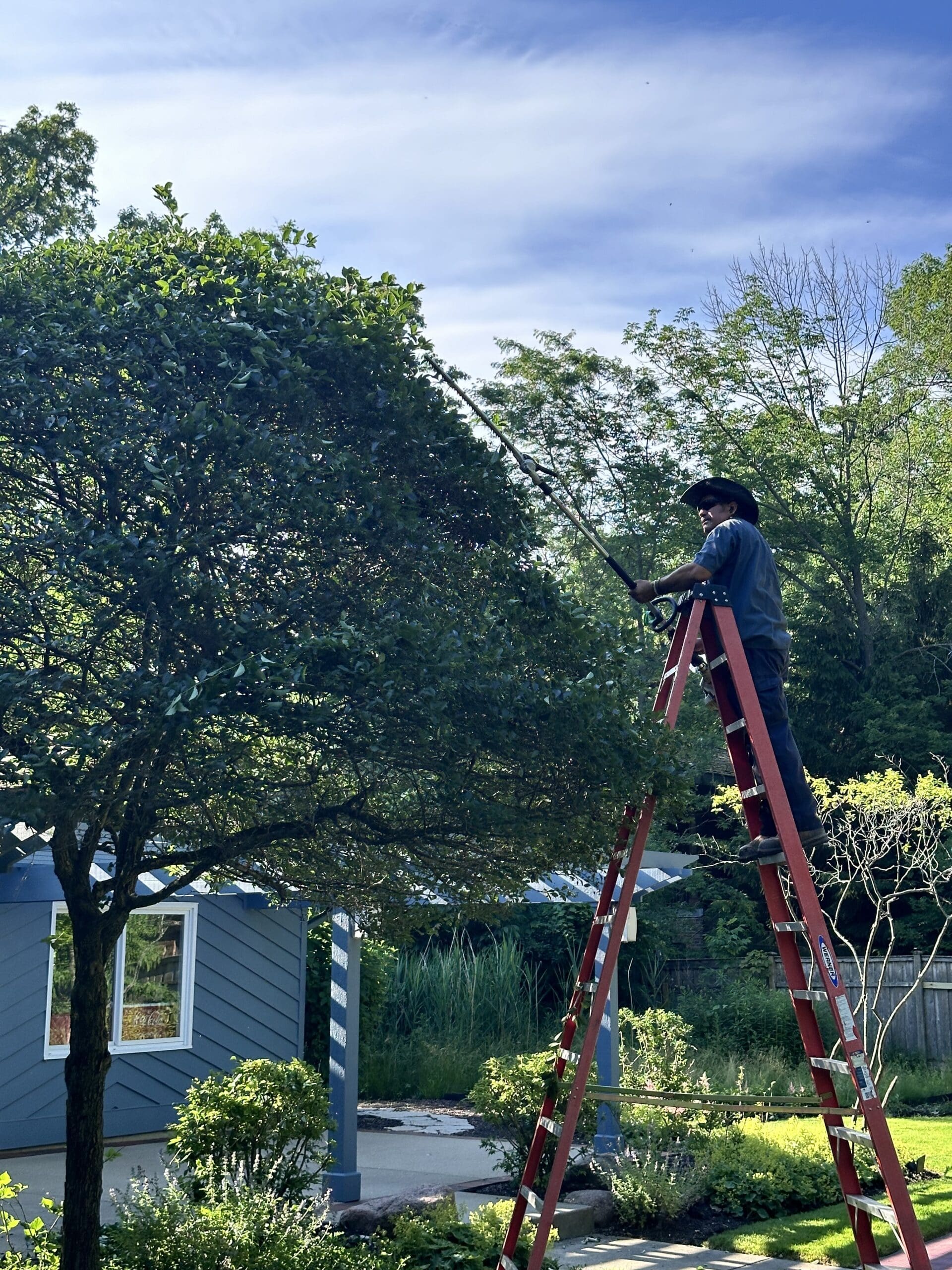 Landscaper Trimming Large Tree The Bravos Landscaping trimming and shaping large Hawthorne tree